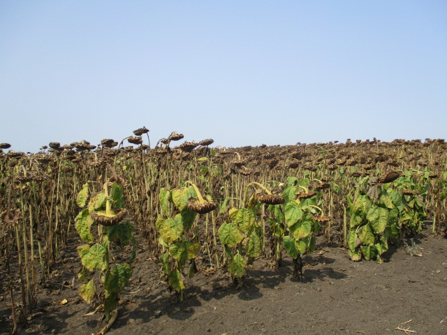 suncokret