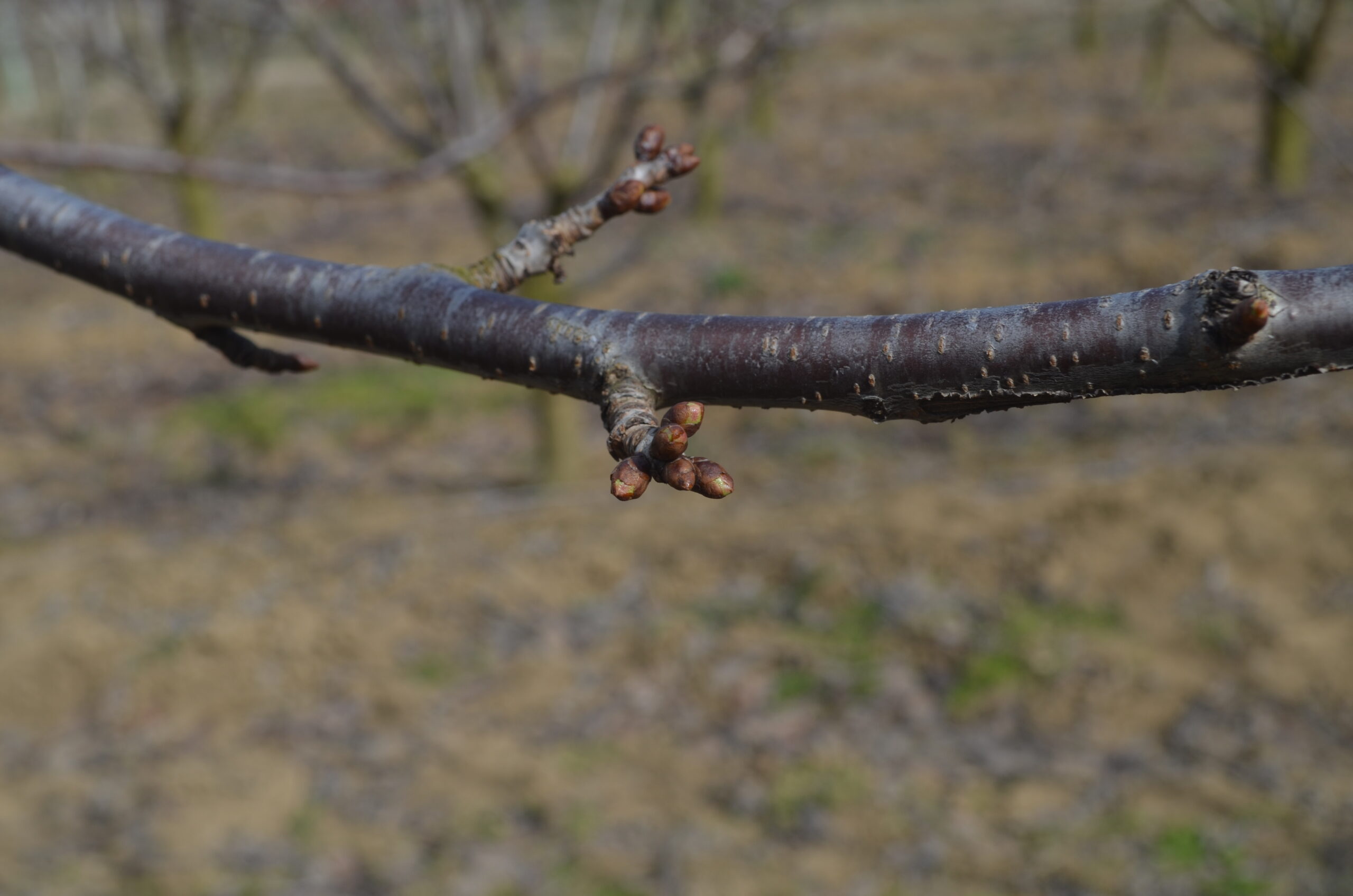 25.02.2021-Zasad-tresnje-BBCH-03-1-scaled
