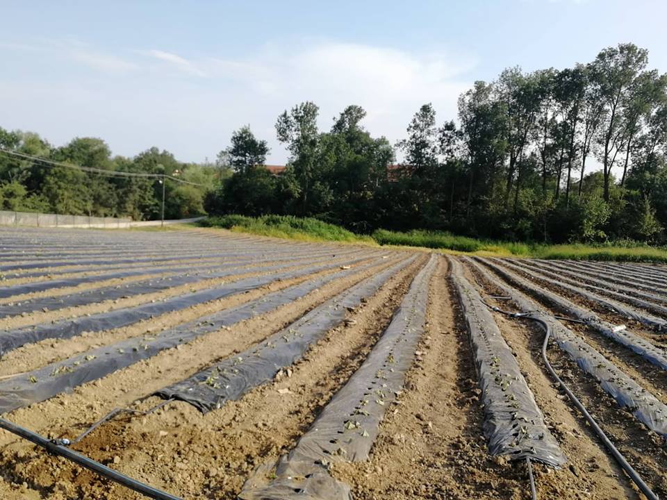 JAGODNJAK
