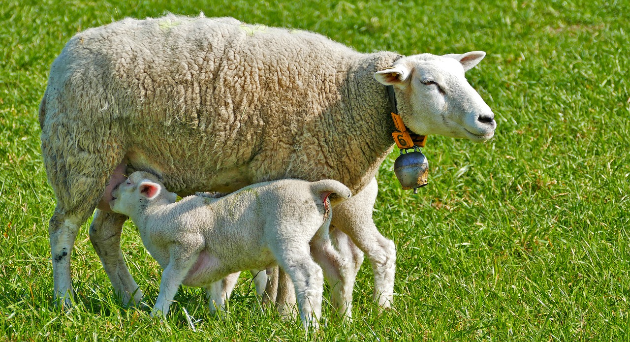 agriculture-4096109_1280