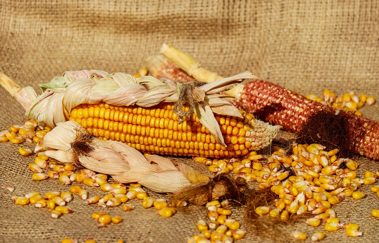 corn-1725636_1280