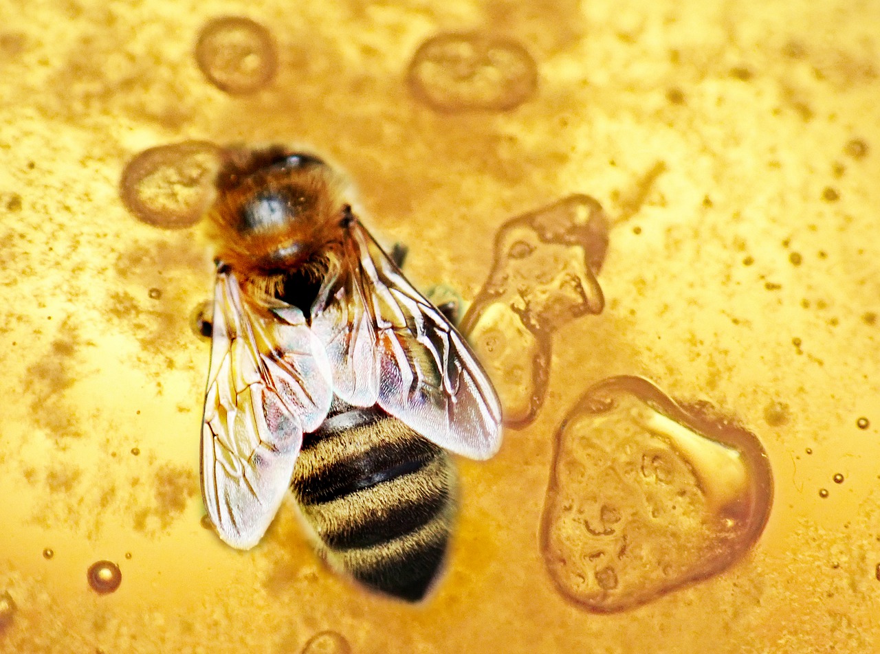 bee-4917238_1280-1