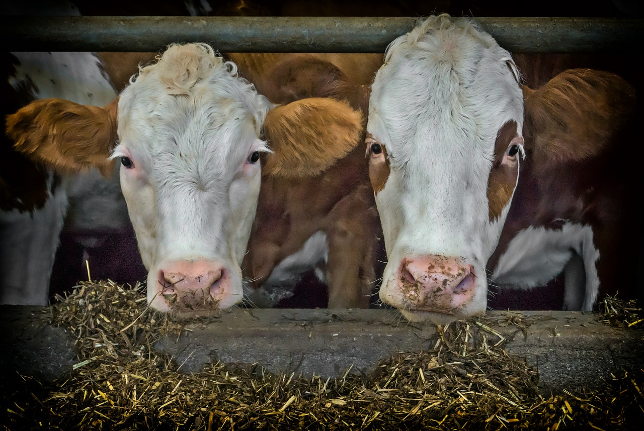 cows-3794604_1280