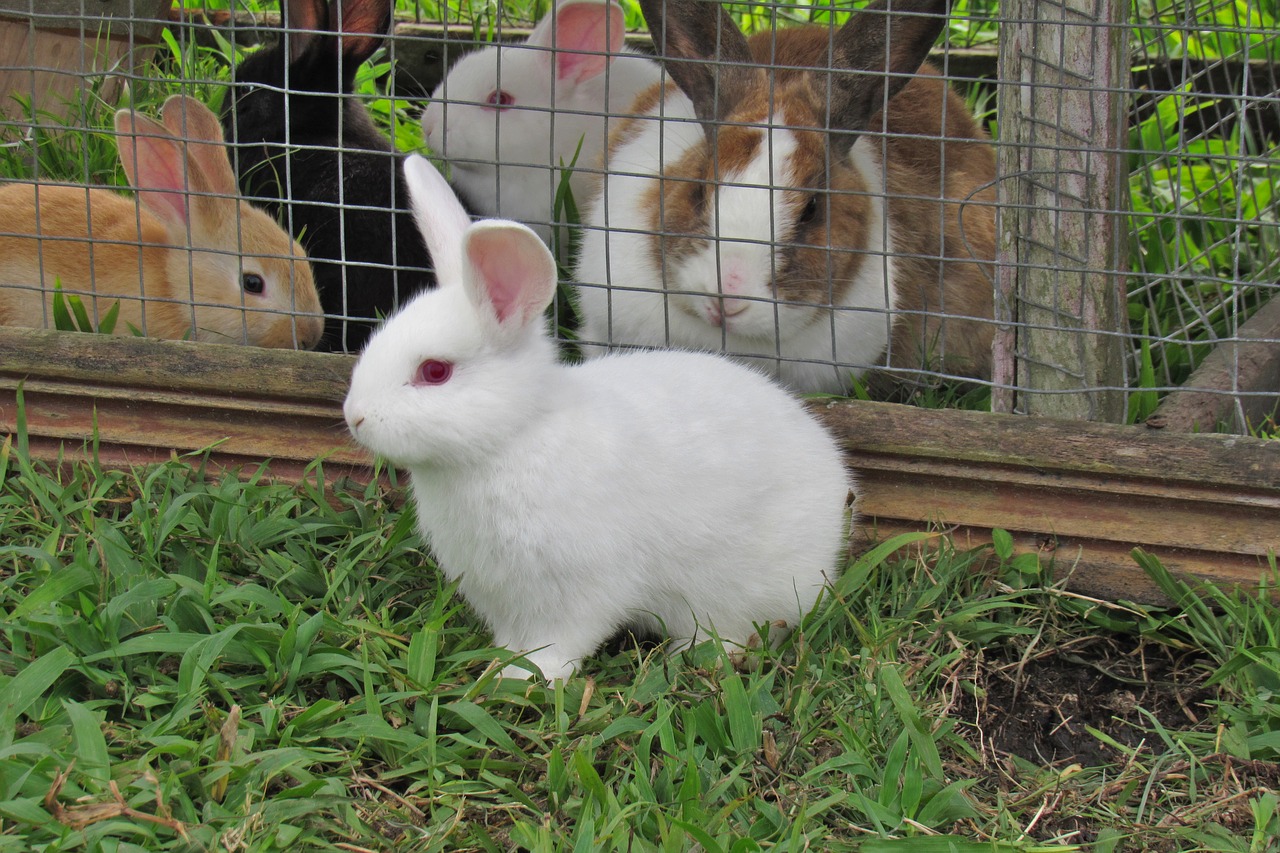 rabbit-3267568_1280