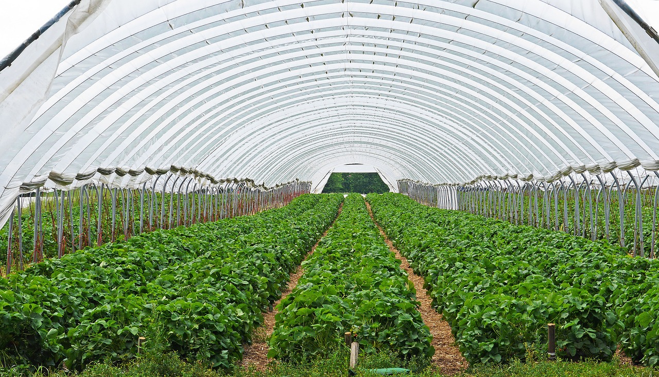 strawberry-field-3318639_1280