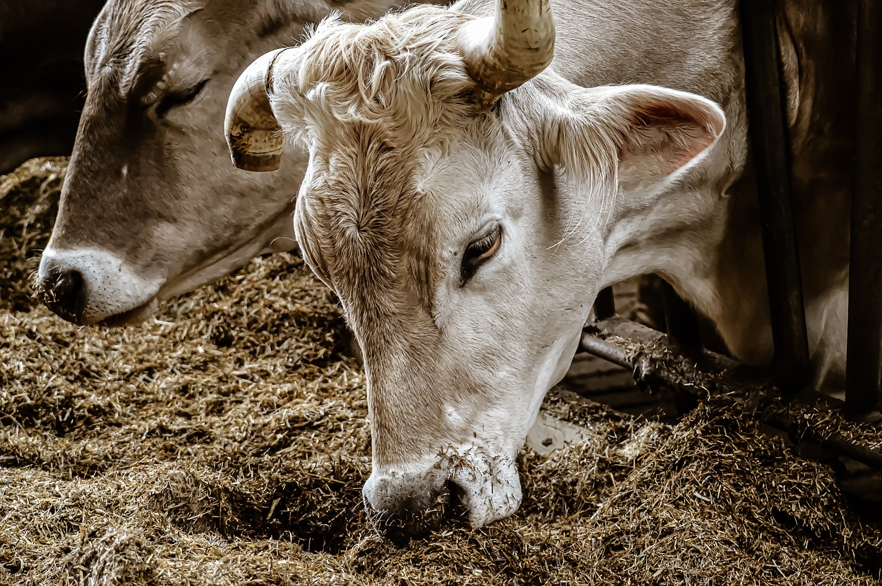 cow-g2d9f2f5fc_1280