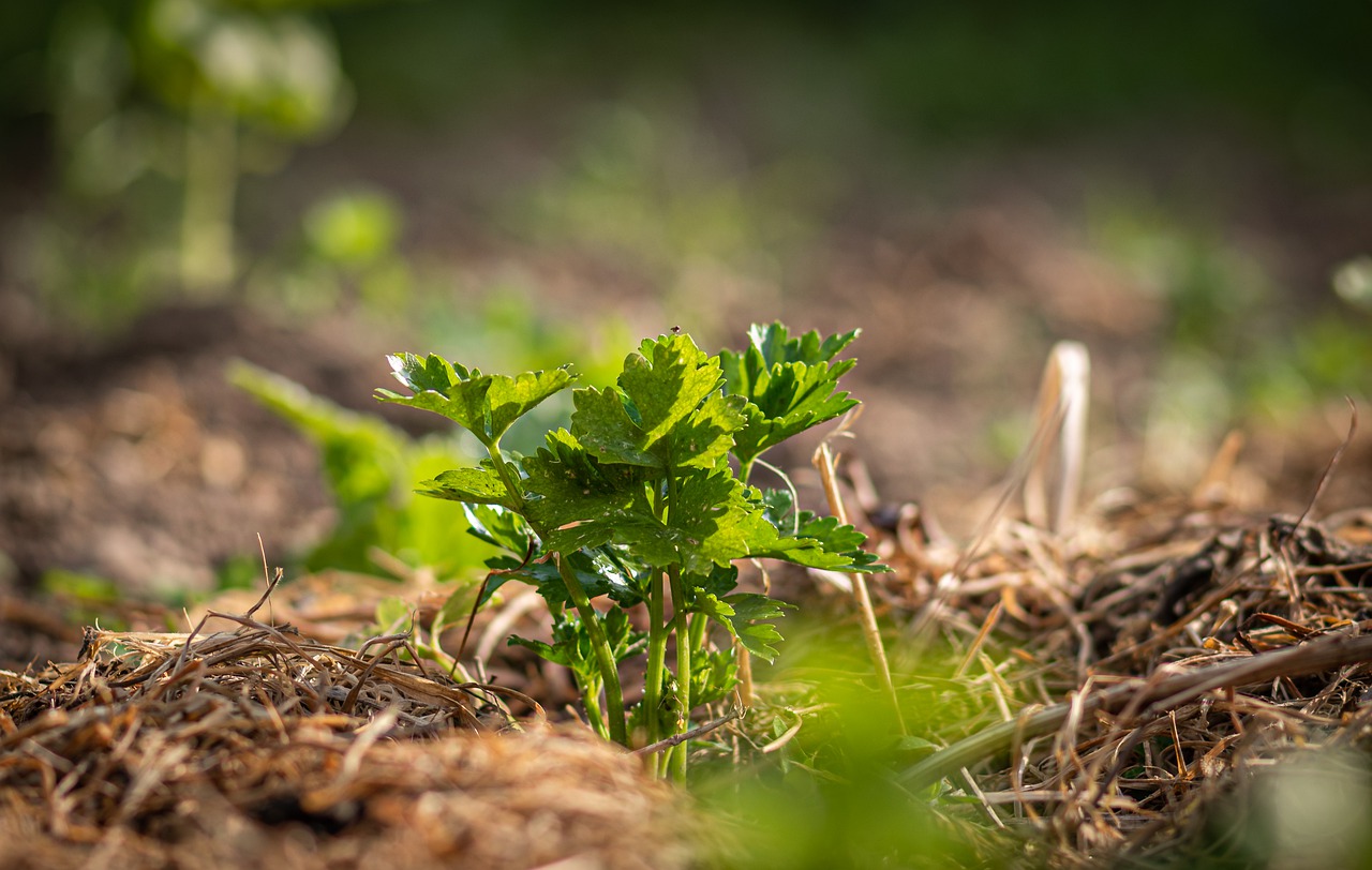 crop-ge3bf29532_1280