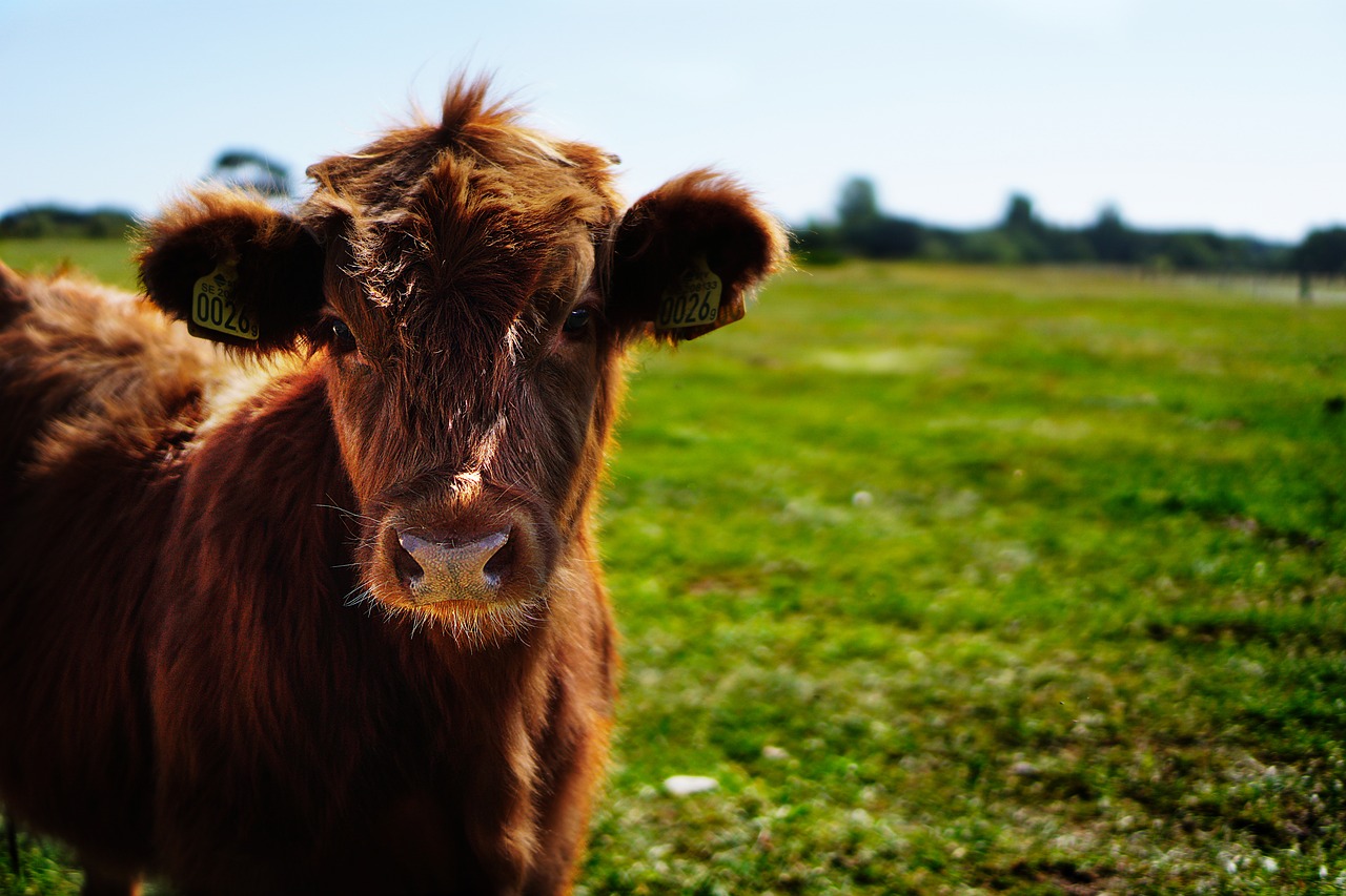 bull-g5db1577c3_1280
