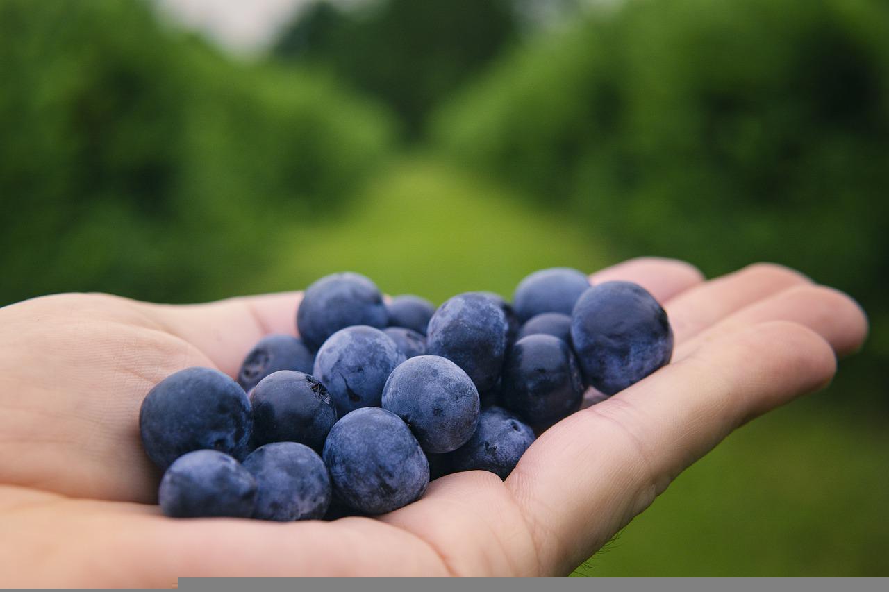 blueberries-gc83b2dafb_1280