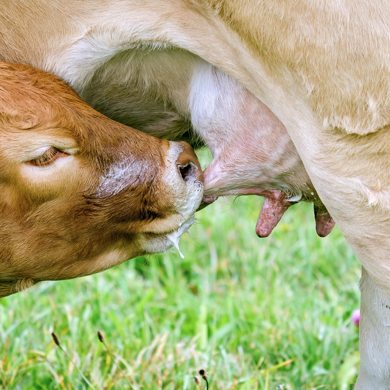 cow-2802838_1280