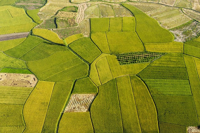 rice-fields-g73d99263e_640
