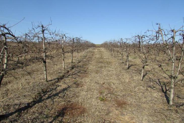 zasad-kruske-01