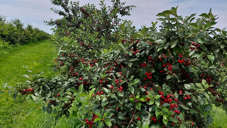 visnje-trava-redovi-01