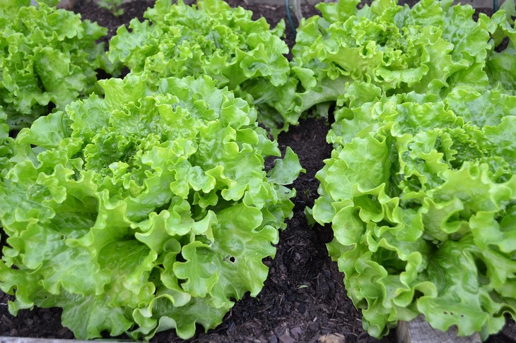 salata-lisce-krecavo-zelena-glavice-01