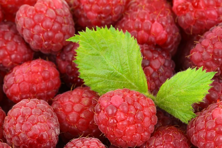 maline-list-01