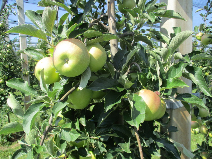 jabuke-grana-plodovi-01